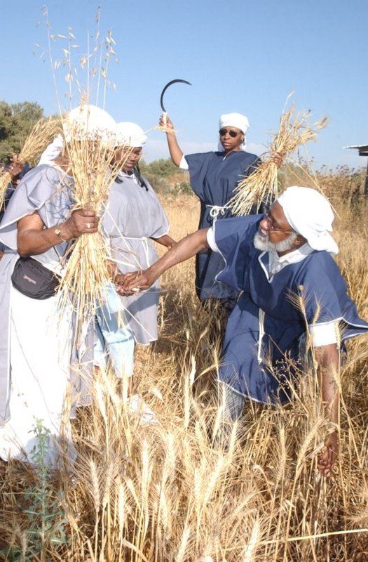 Wheat to Bread